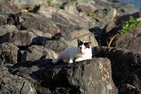  Cat, Paseo Del Morro