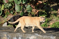  Cat, Paseo Del Morro