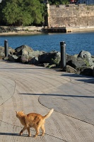  Cat, Paseo Del Morro
