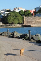  Cat, Paseo Del Morro