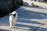  Cats, Paseo Del Morro