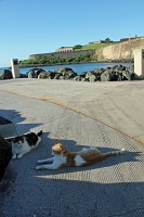  Cats, Paseo Del Morro