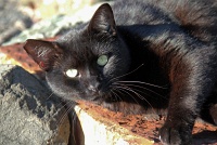  Cat, Paseo Del Morro