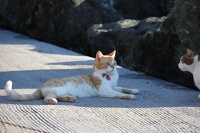  Cats, Paseo Del Morro