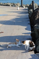  Cats, Paseo Del Morro