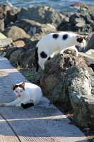  Cats, Paseo Del Morro