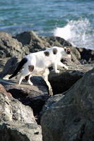  Cat, Paseo Del Morro