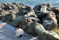  Cats, Paseo Del Morro