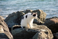 Cat, Paseo Del Morro