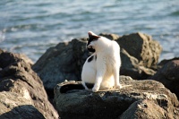  Cat, Paseo Del Morro