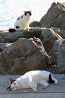 Cats, Paseo Del Morro