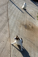  Cats, Paseo Del Morro