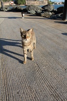  Cats, Paseo Del Morro