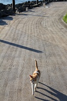  Cats, Paseo Del Morro
