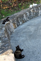  Cats, Paseo Del Morro