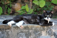  Cat, Paseo Del Morro