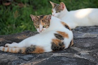  Cats, Paseo Del Morro