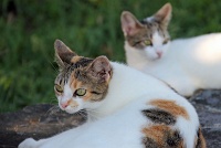  Cats, Paseo Del Morro