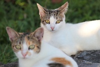  Cats, Paseo Del Morro