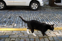  Cat, San Juan Street
