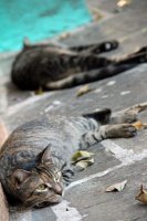  Cats, San Juan Street