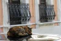  Cat, Old San Juan