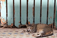  Cat, Old San Juan