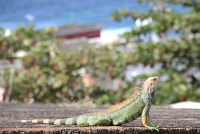  Iguana