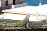  Iguana