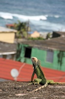  Iguana