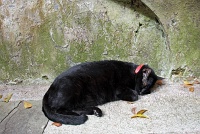  Cat, Old San Juan