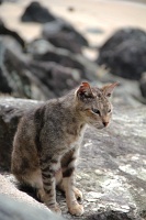  Cat, Paseo del Morro