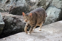  Cat, Paseo del Morro
