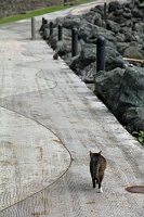  Cat, Paseo del Morro