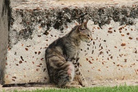  Cat, Paseo del Morro
