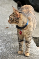  Cat, Paseo del Morro