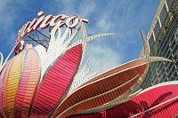  The Flamingo