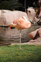  Wildlife Habitat, The Flamingo