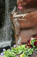  Wildlife Habitat, The Flamingo