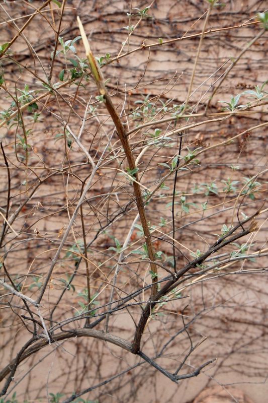 IMG_4074