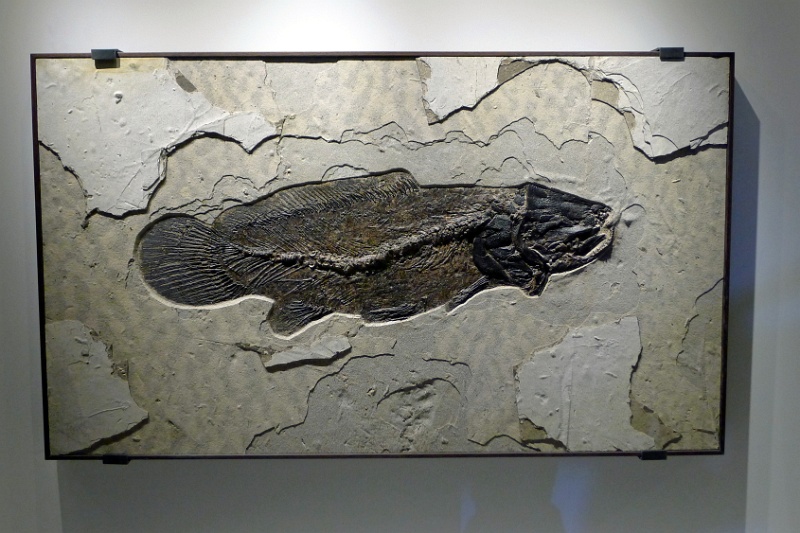 P1140252
