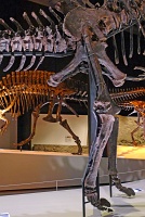  Morian Hall of Paleontology, Houston Museum of Natural Science