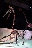  Morian Hall of Paleontology, Houston Museum of Natural Science