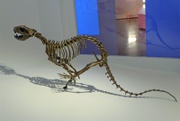  Morian Hall of Paleontology, Houston Museum of Natural Science