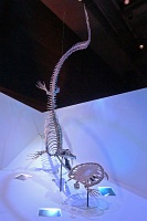  Morian Hall of Paleontology, Houston Museum of Natural Science