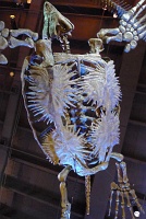  Morian Hall of Paleontology, Houston Museum of Natural Science