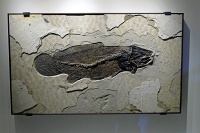  Morian Hall of Paleontology, Houston Museum of Natural Science