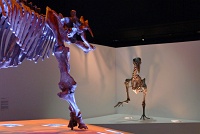 Morian Hall of Paleontology, Houston Museum of Natural Science