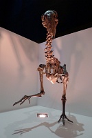  Morian Hall of Paleontology, Houston Museum of Natural Science