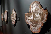  Morian Hall of Paleontology, Houston Museum of Natural Science